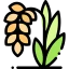চাল